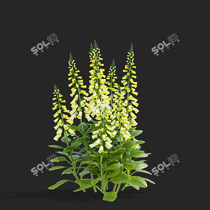 Lemoncello Digitalis Flower Collection 3D model image 5