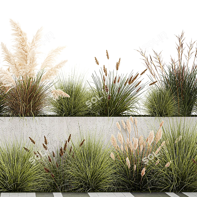 Urban Greenery Collection: Pampas Grass & Feather Grass 3D model image 4