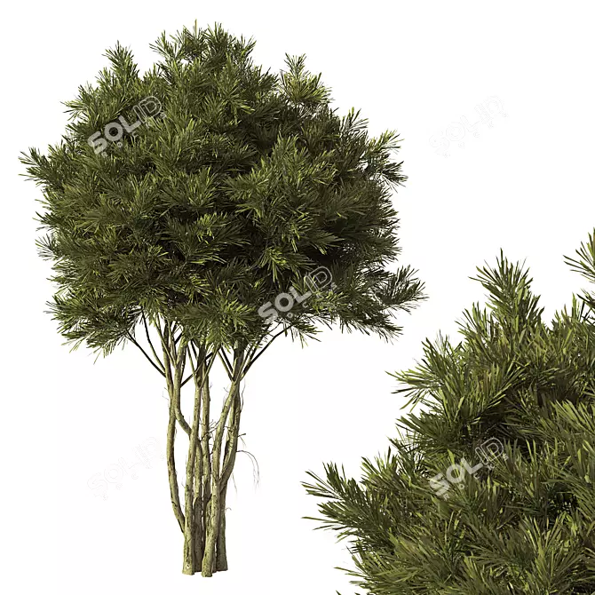 Premium Pine Tree No.15 Scenery 3D model image 1