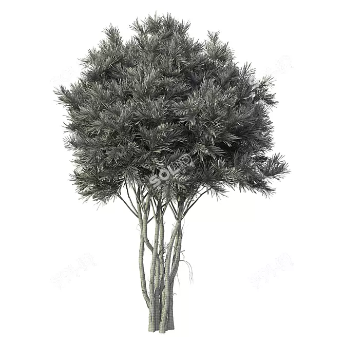 Premium Pine Tree No.15 Scenery 3D model image 2