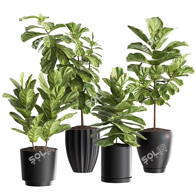Ficus Lyrata Plant Bundle 3D model image 1