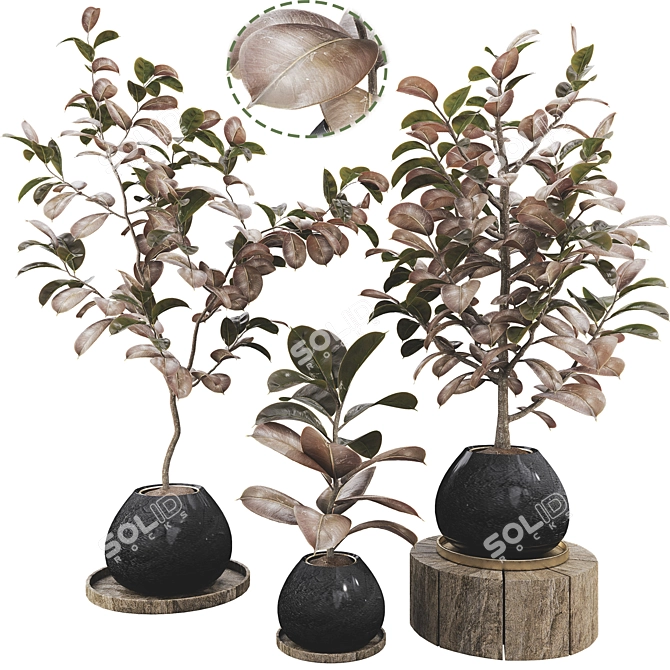 Ficus Elastica Tree 3D Model 3D model image 1