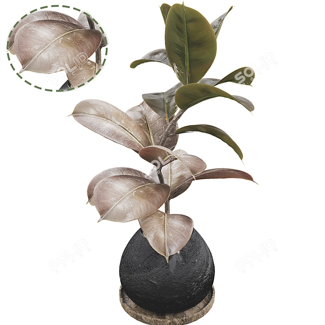 Ficus Elastica Tree 3D Model 3D model image 2