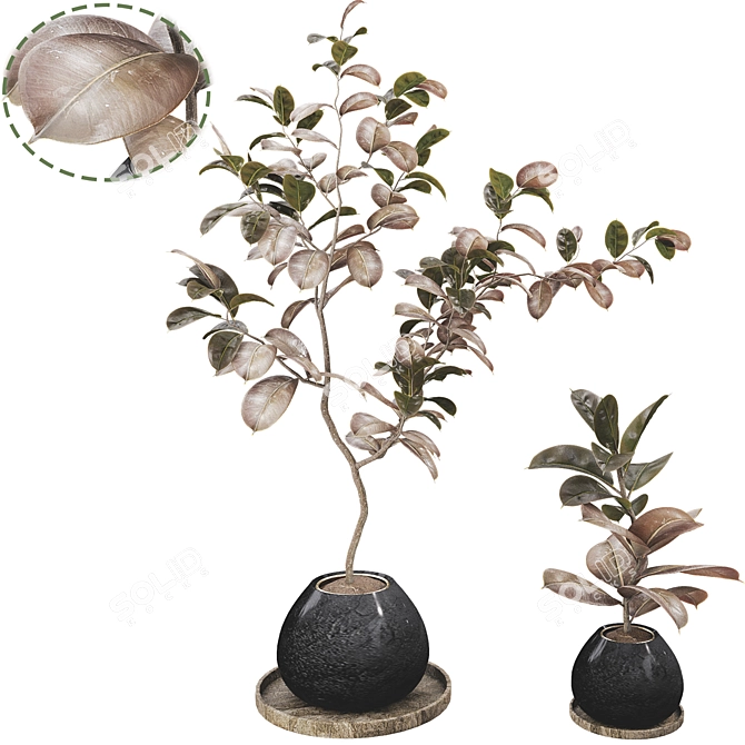 Ficus Elastica Tree 3D Model 3D model image 3