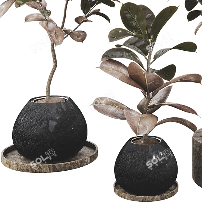 Ficus Elastica Tree 3D Model 3D model image 4