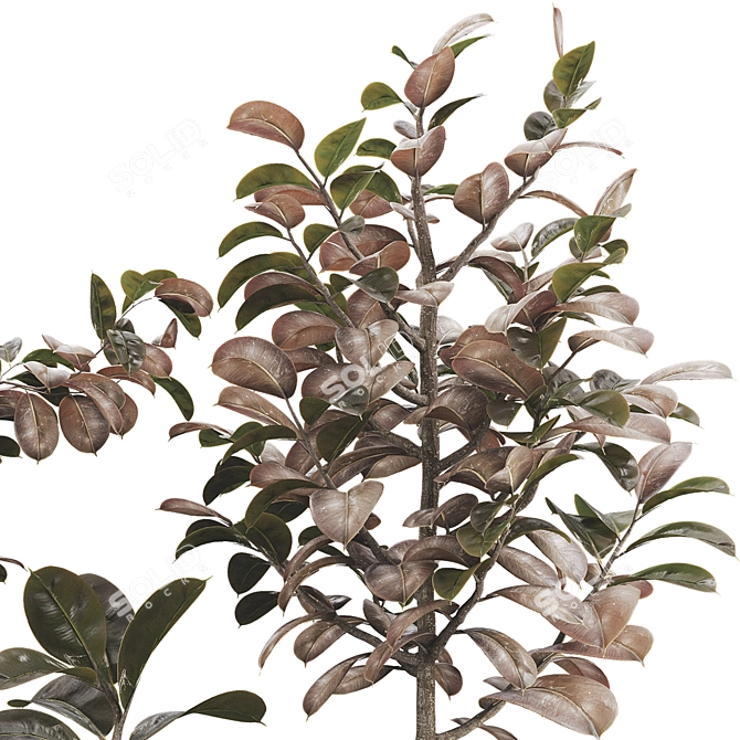 Ficus Elastica Tree 3D Model 3D model image 5