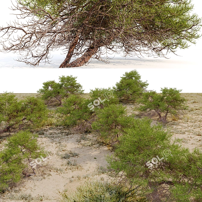 Japanese Red Pine 3D Model 3D model image 4