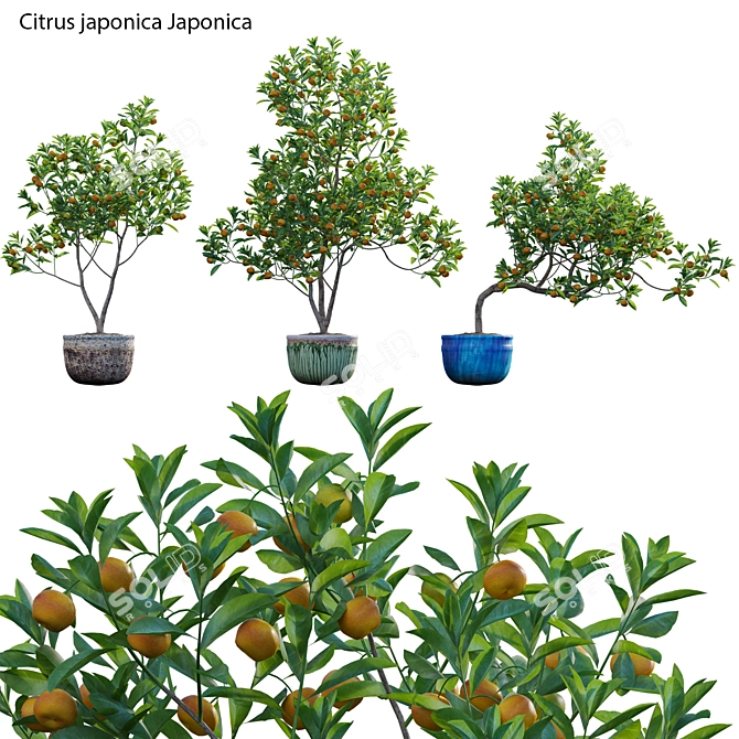 Versatile 3D Plant Models Bundle 3D model image 1