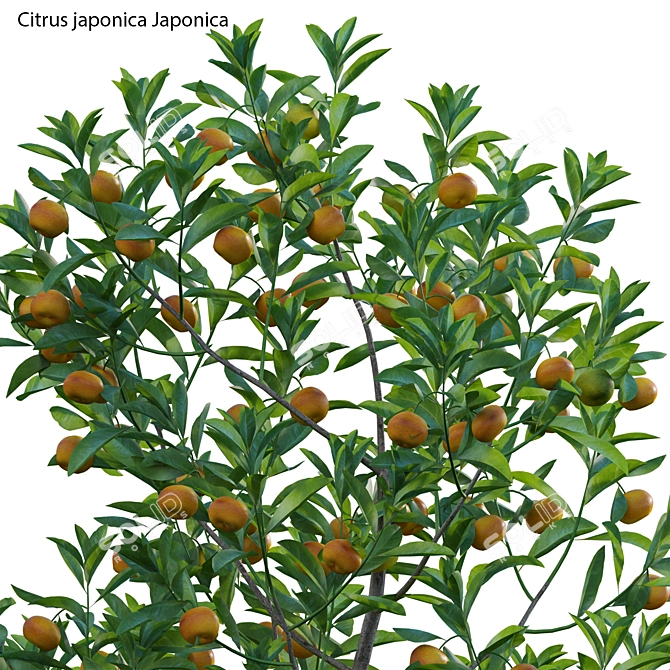 Versatile 3D Plant Models Bundle 3D model image 2