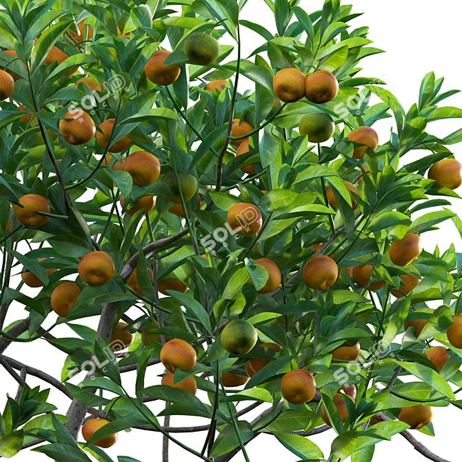 Versatile 3D Plant Models Collection 3D model image 3