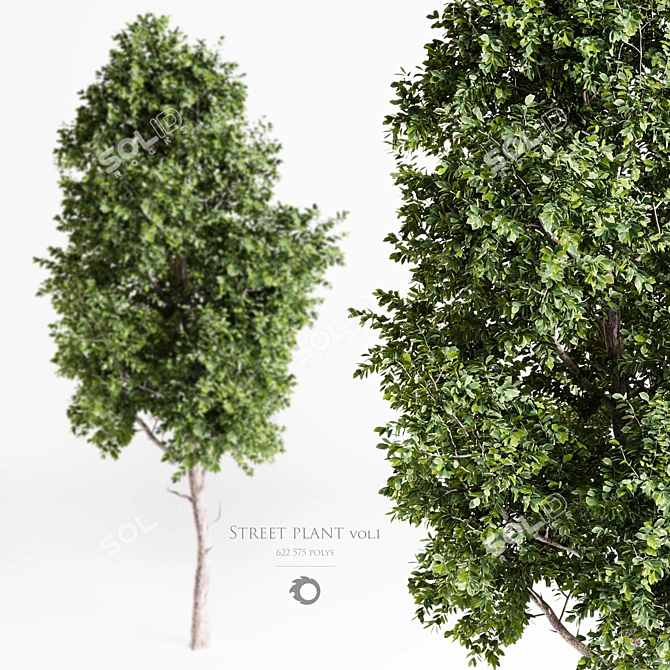  Urban Arboretum Collection Vol. 1 3D model image 2