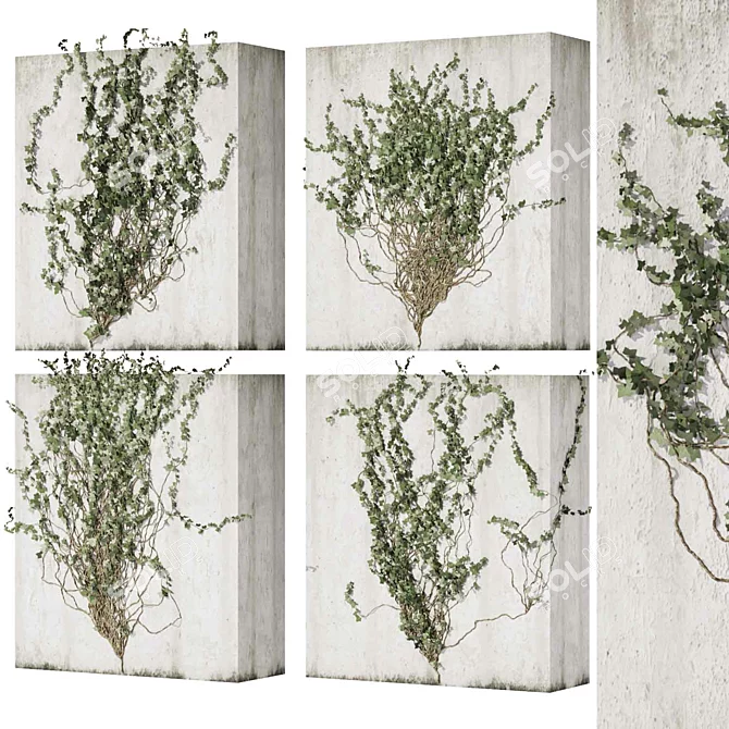Outdoor Ivy Fitowall Plant Model 3D model image 1