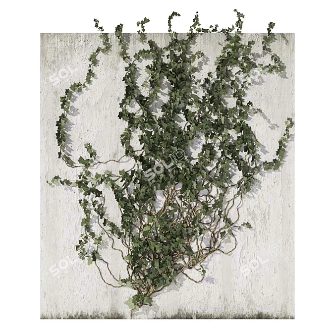 Outdoor Ivy Fitowall Plant Model 3D model image 2
