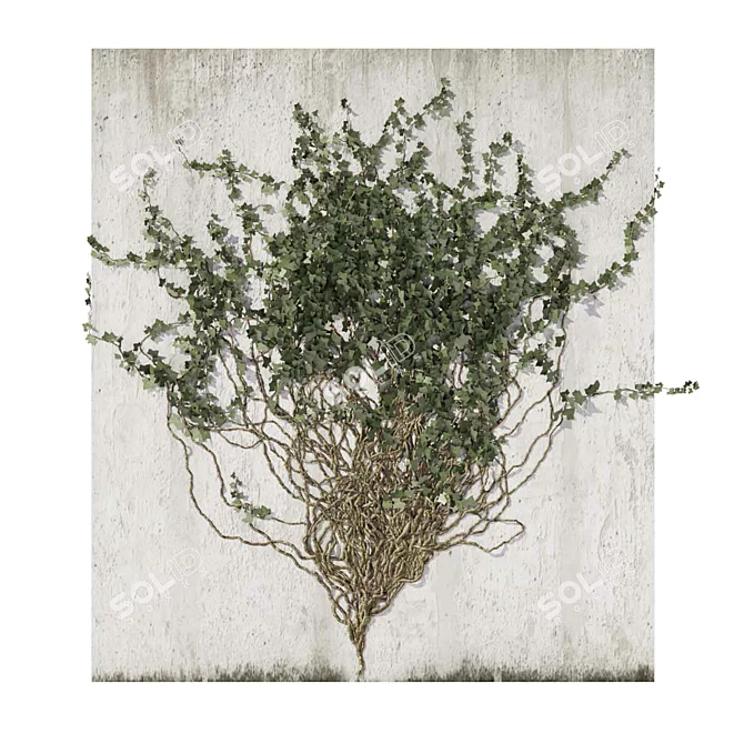 Outdoor Ivy Fitowall Plant Model 3D model image 3