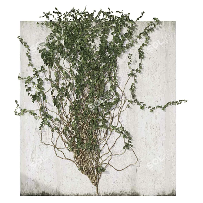 Outdoor Ivy Fitowall Plant Model 3D model image 4