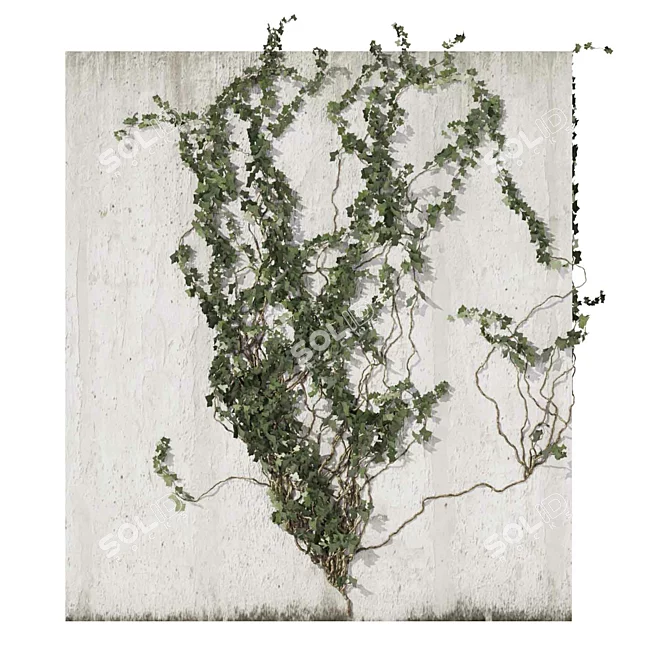 Outdoor Ivy Fitowall Plant Model 3D model image 5