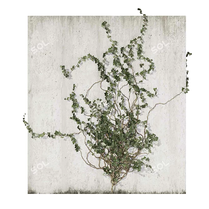Outdoor Ivy Fitowall Plant Model 3D model image 6