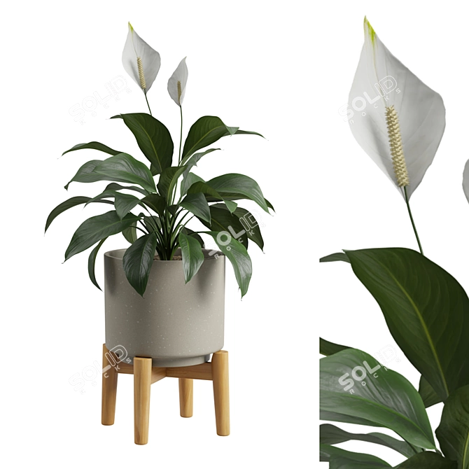 Tropical Peace Lily Potted Green 3D model image 2