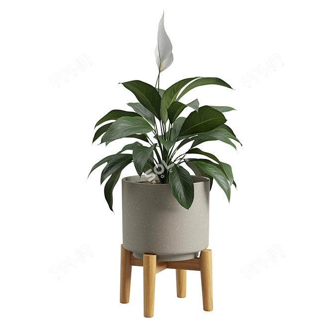 Tropical Peace Lily Potted Green 3D model image 4