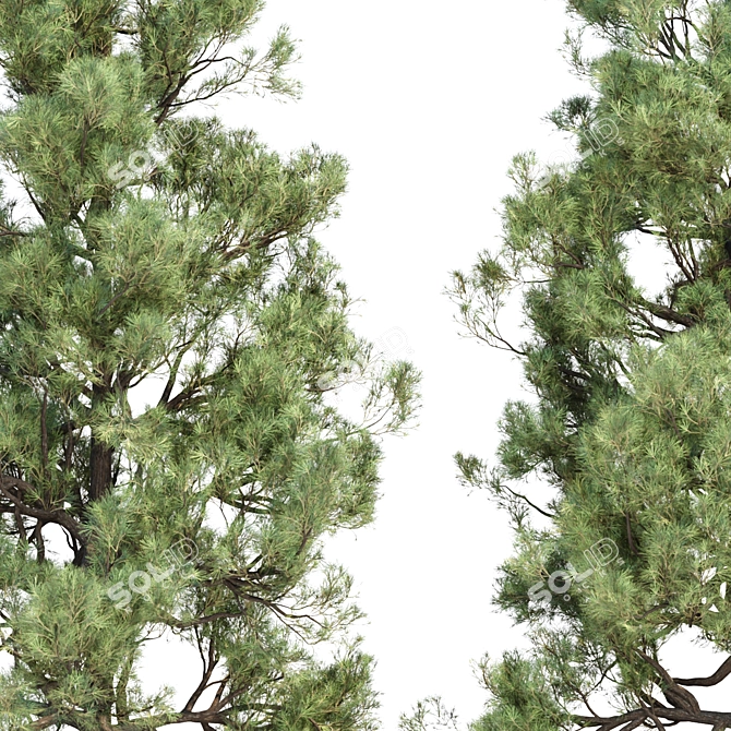  PBR Pine Trees Collection Vol.178 3D model image 2