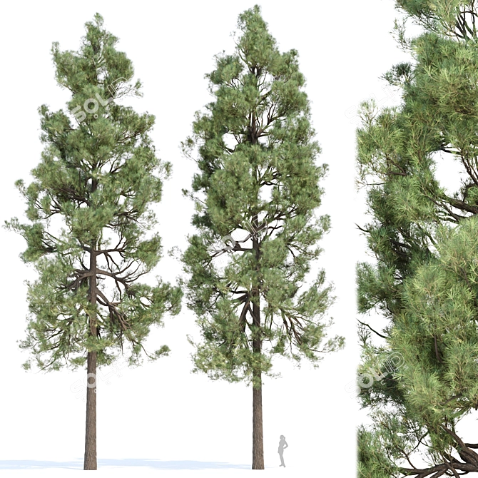  PBR Pine Trees Collection Vol.178 3D model image 4