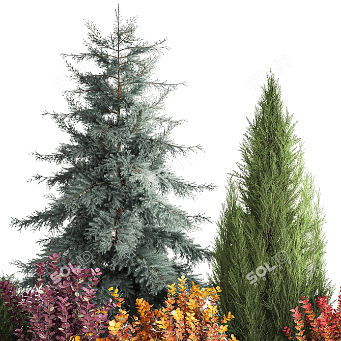 Alpine Collection Blue Spruce with Berberis 3D model image 2