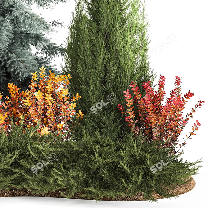 Alpine Collection Blue Spruce with Berberis 3D model image 3