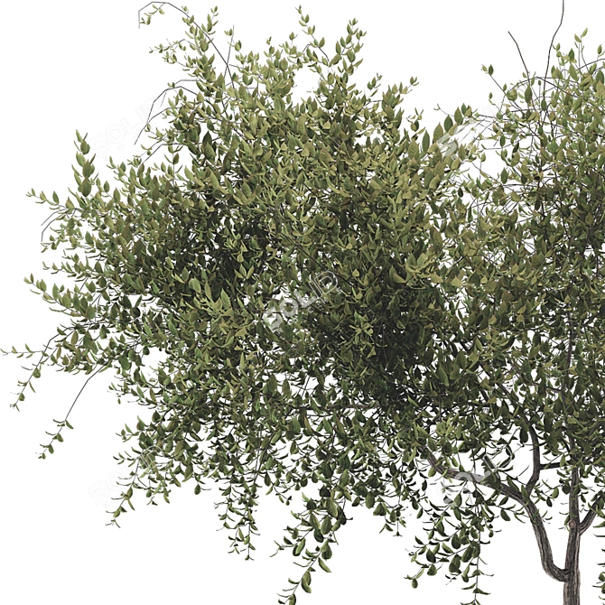 Modern Decorative Tree Set 3 3D model image 13