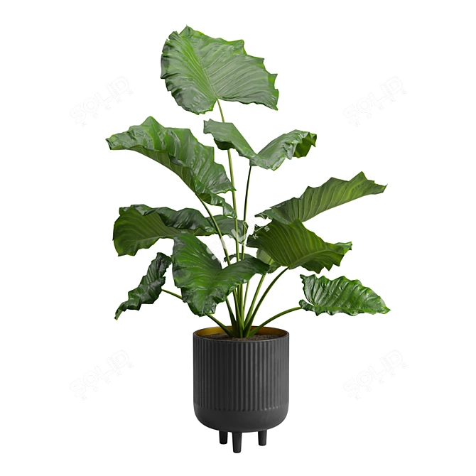 Giant Taro Indoor Houseplant Beauty 3D model image 1