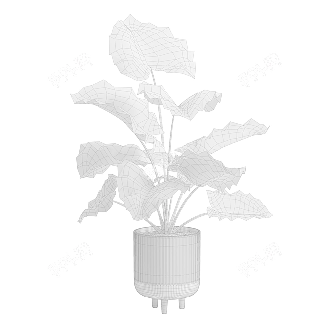 Giant Taro Indoor Houseplant Beauty 3D model image 3