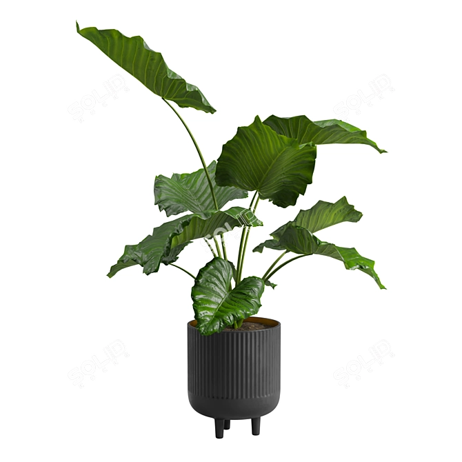 Giant Taro Indoor Houseplant Beauty 3D model image 4