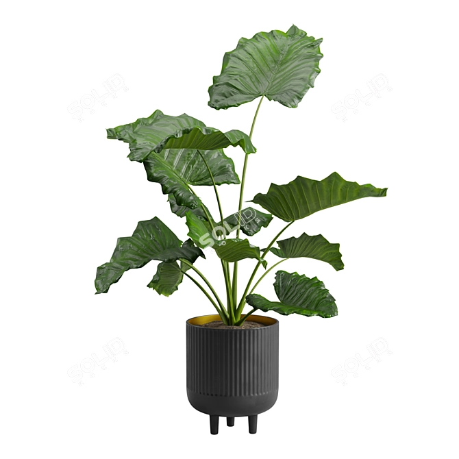 Giant Taro Indoor Houseplant Beauty 3D model image 7