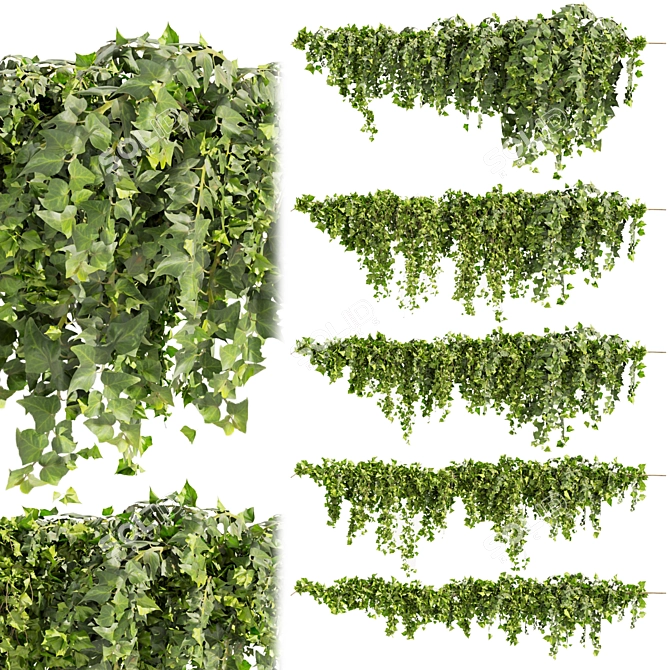 Ivy Fitowall Outdoor Plant Collection 3D model image 1