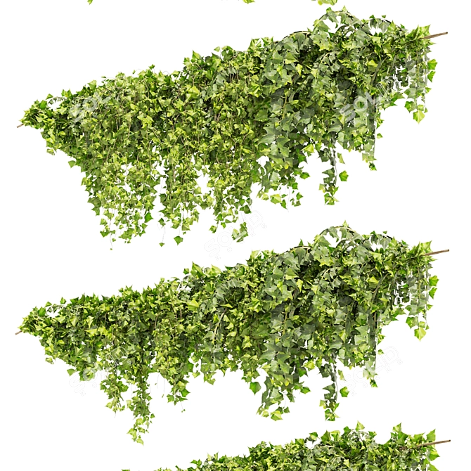 Ivy Fitowall Outdoor Plant Collection 3D model image 4