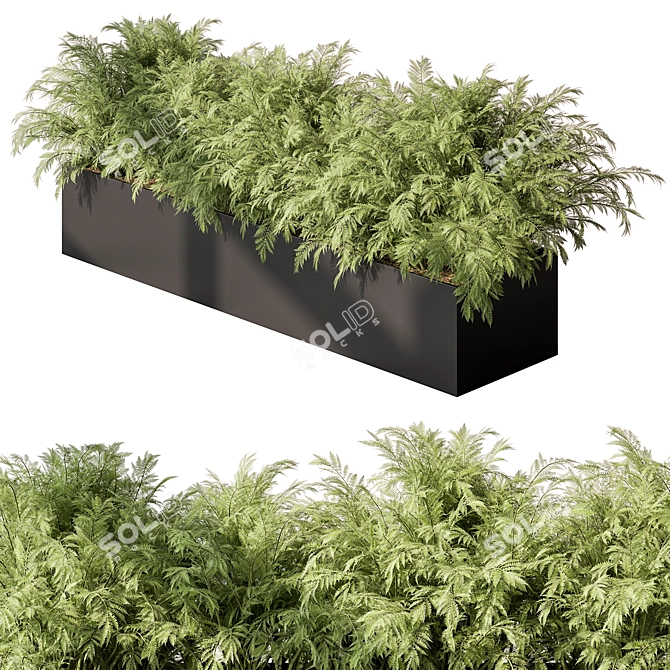 Outdoor Fern Plant, Large Size 3D model image 2