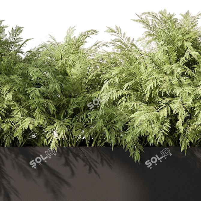 Outdoor Fern Plant, Large Size 3D model image 4