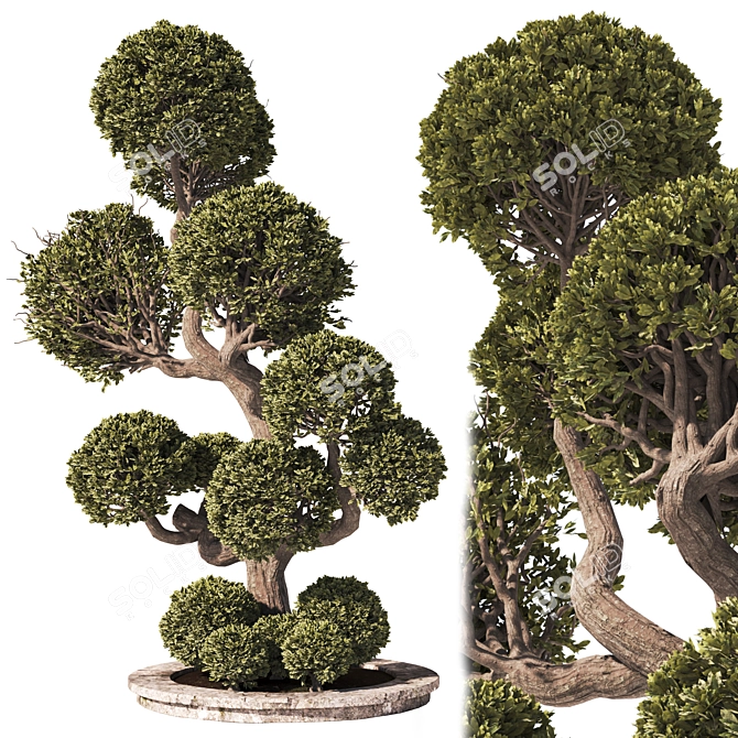 Ornamental Garden Tree & Bush 3D model image 1