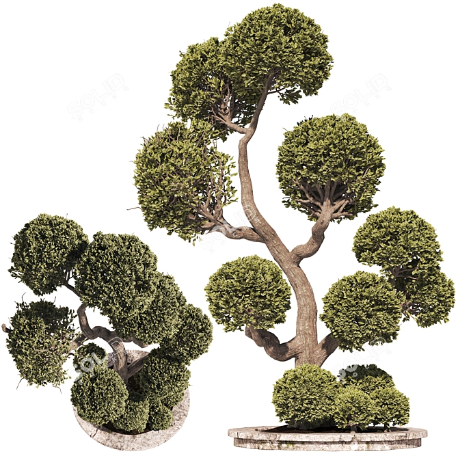 Ornamental Garden Tree & Bush 3D model image 2