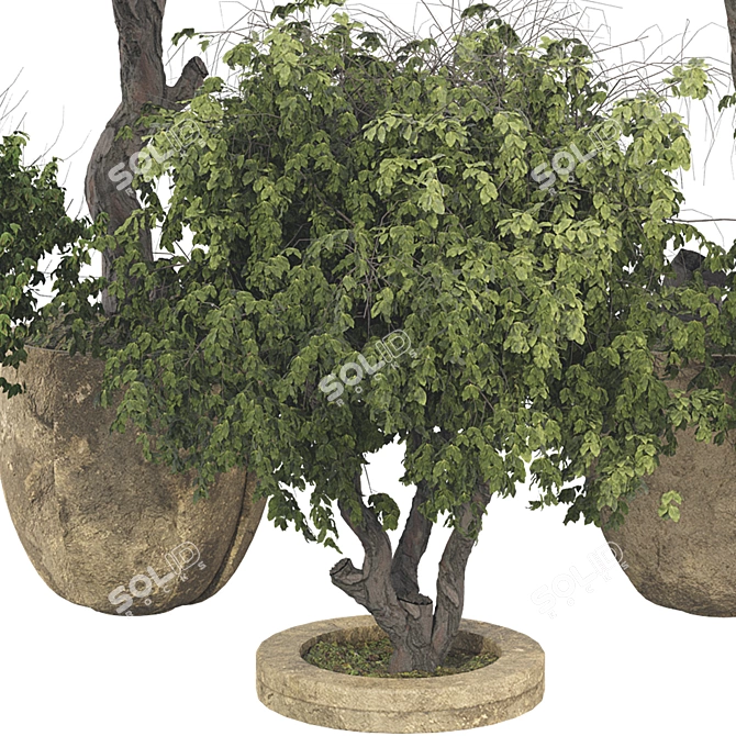 High-Quality Decorative Potted Plant Collection 3D model image 6