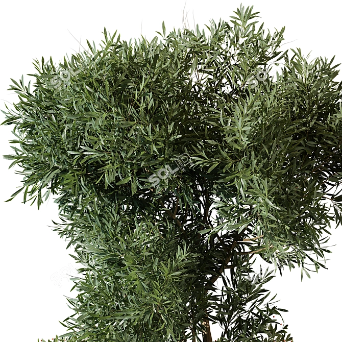 Outdoor Plant 208 3D Model 3D model image 3