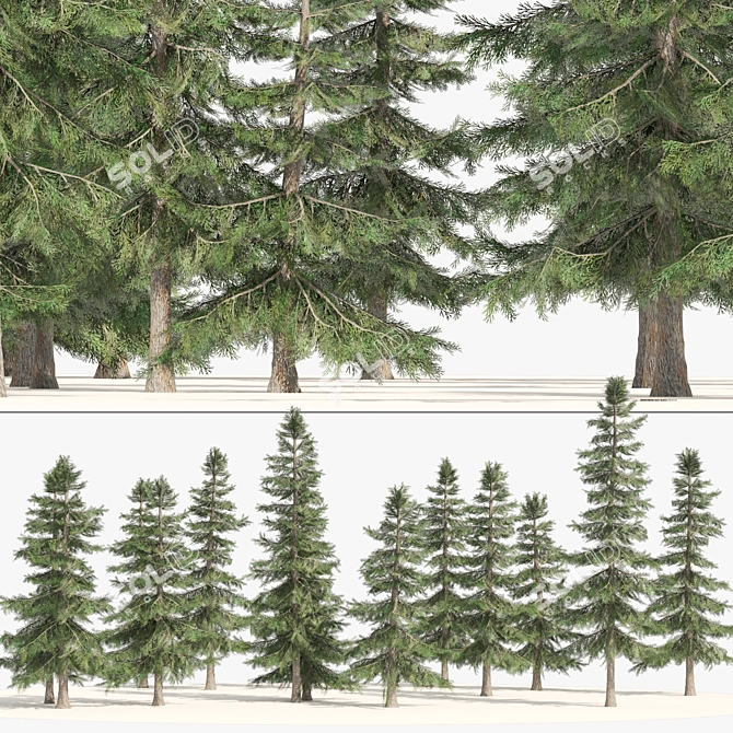 Optimized 3D Alaskan Cedar Forest 3D model image 1