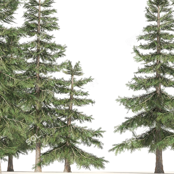 Optimized 3D Alaskan Cedar Forest 3D model image 2