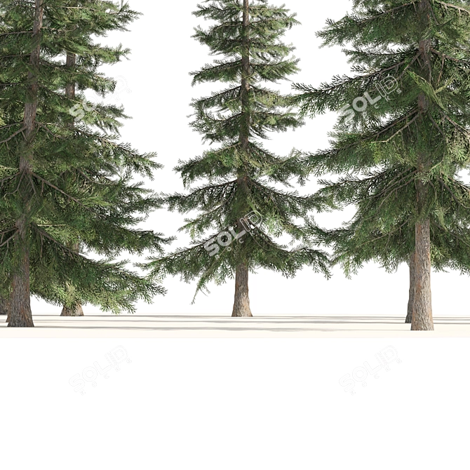 Optimized 3D Alaskan Cedar Forest 3D model image 4