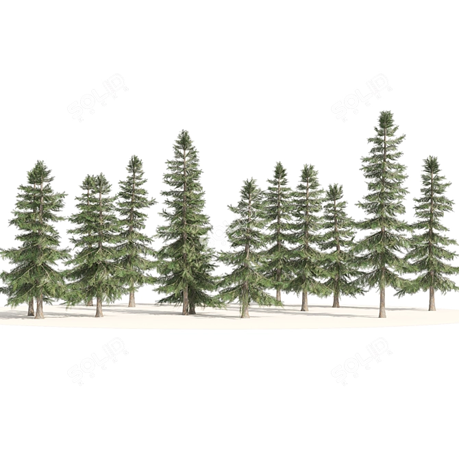 Optimized 3D Alaskan Cedar Forest 3D model image 6