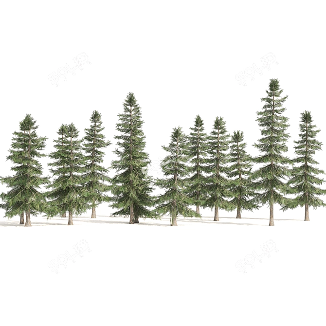 Optimized 3D Alaskan Cedar Forest 3D model image 7