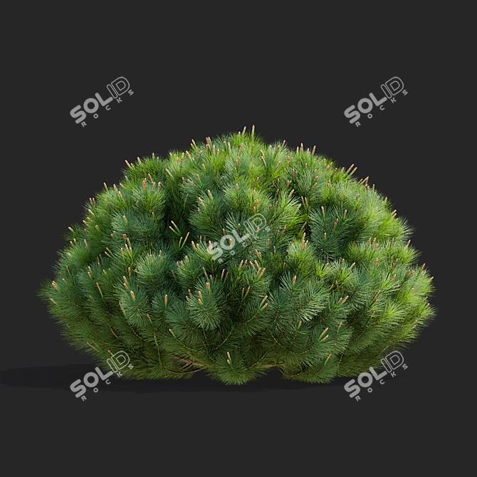 Mountain Pine Tree Bundle Set 3D model image 4