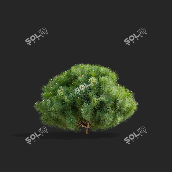 Mountain Pine Tree Bundle Set 3D model image 5