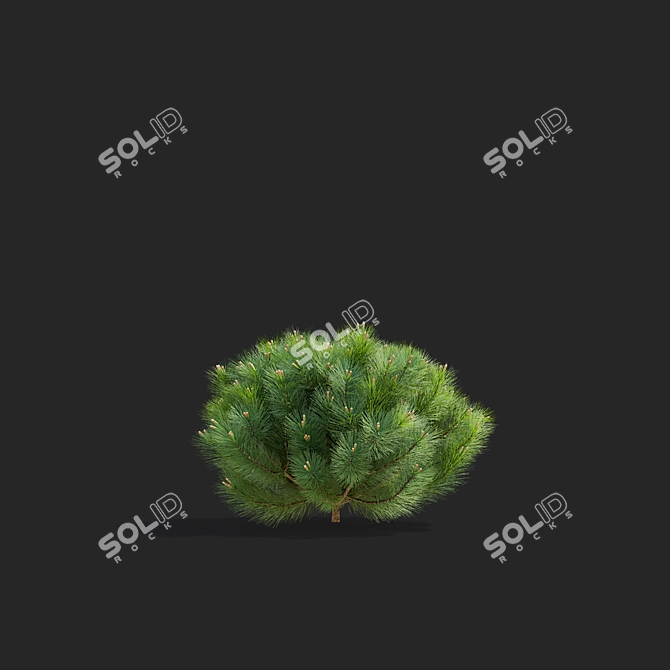 Mountain Pine Tree Bundle Set 3D model image 6