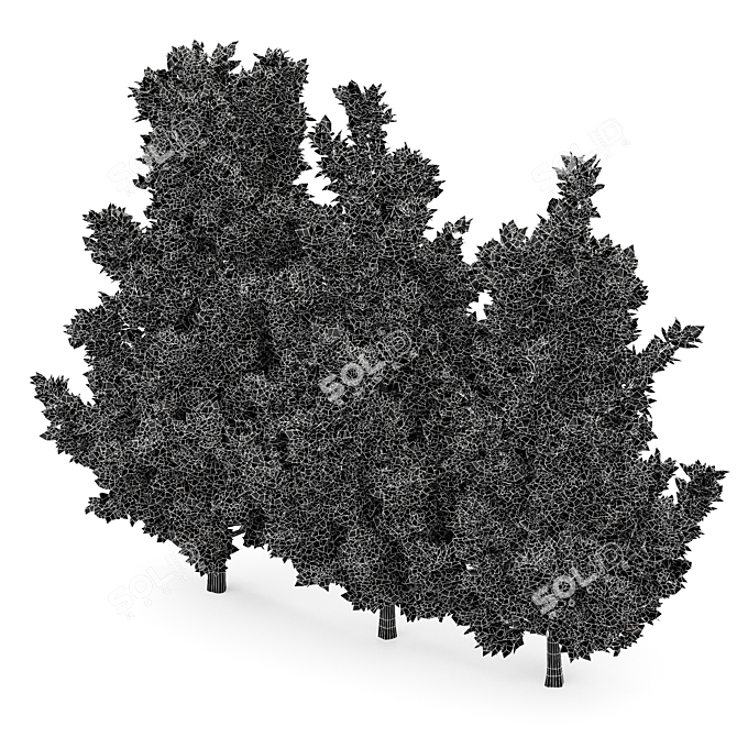 High Detail Leyland Cypress Tree 3D model image 6