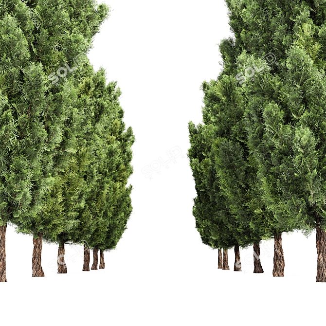 Mediterranean Leyland Cypress Tree Collection 3D model image 3